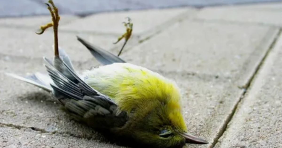 Meaning of Dead Bird on Doorstep