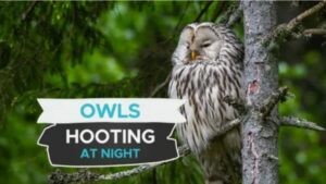 Meaning of Owl Hooting at Night