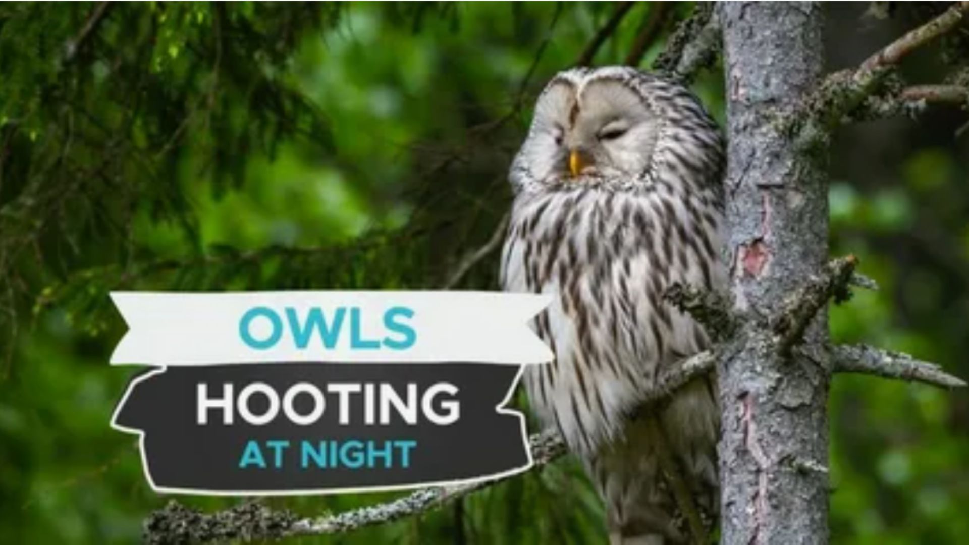 Meaning of Owl Hooting at Night